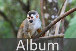 Album Primaten.jpg